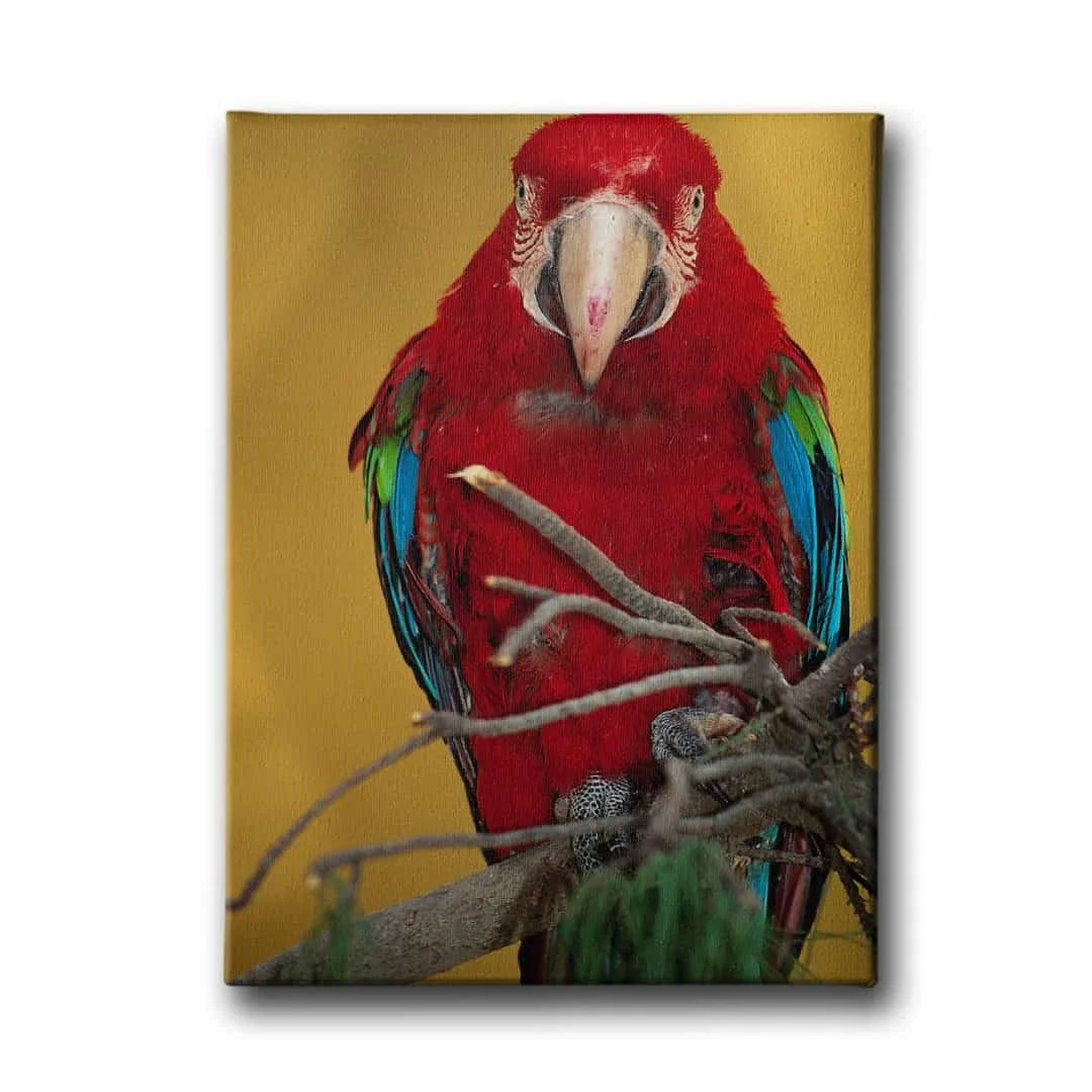 Amerikan Papagani Kanvas Tablo