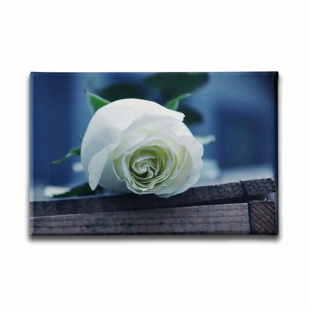 Beyaz Gul Kanvas Tablo