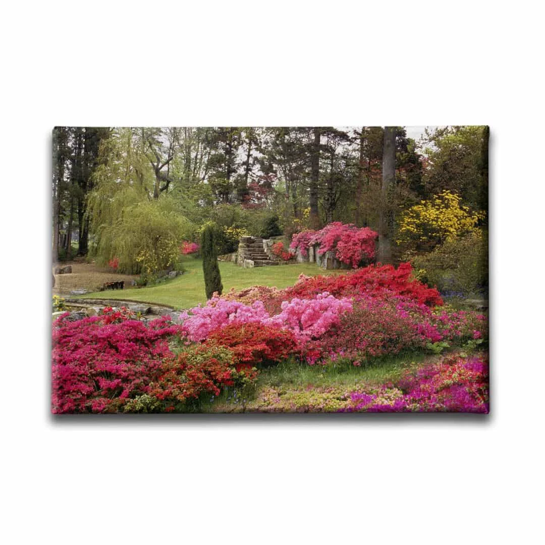Begonvil Bahcesi  Manzara Tablo