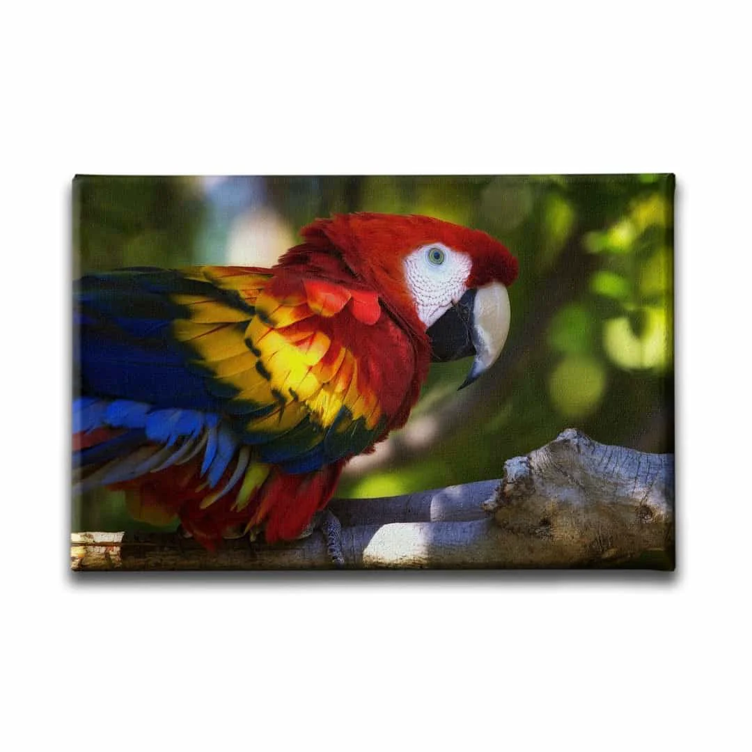 Papagan Kanvas Tablo