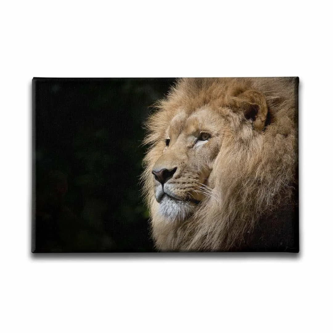 Aslan Kanvas Tablo