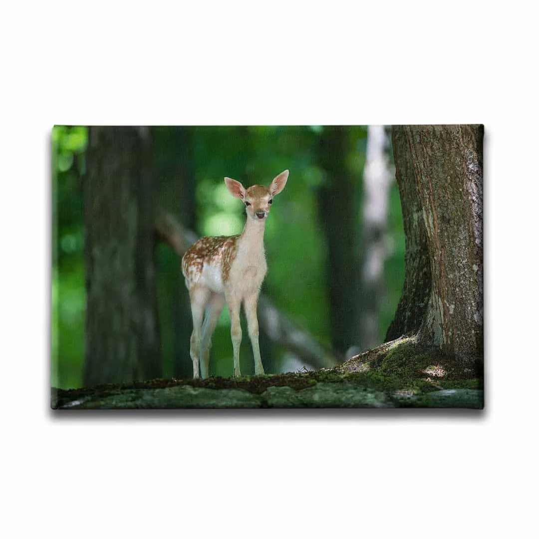 Yavru Geyik Kanvas Tablo